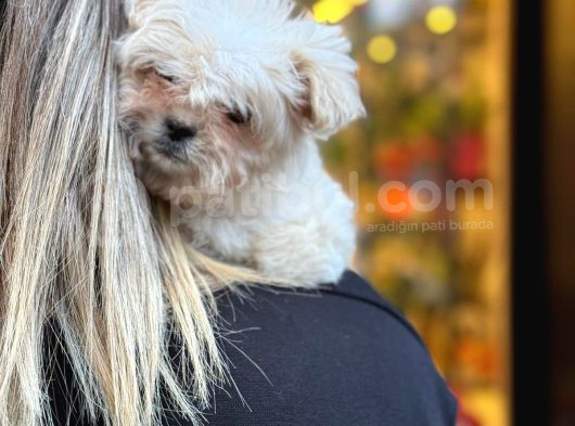 Pamuk Gibi Maltipoo Yavrusu görsel