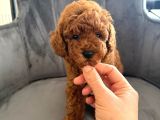 Sağlık Ve Irk Garantili Toy Poodle Yavrular