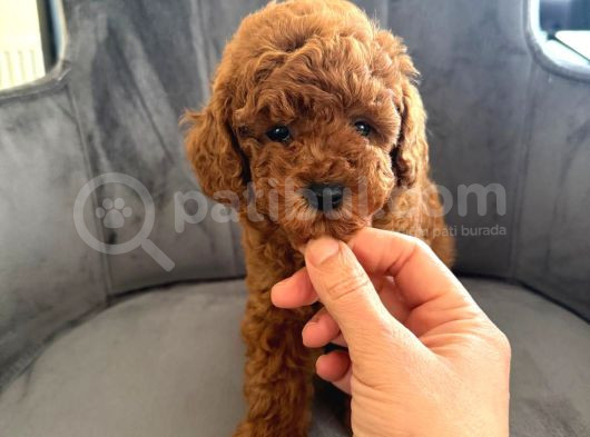 Sağlık Ve Irk Garantili Toy Poodle Yavrular görsel
