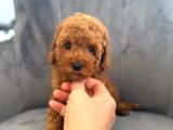 Orijinal Poodle Yavrular