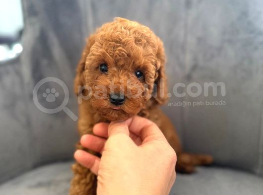 Orijinal Poodle Yavrular görsel