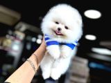 Pomeranian Üretim Çiftliğinden