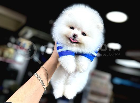 Pomeranian Üretim Çiftliğinden görsel