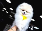 Yüksek Kalite Pomeranian Boo Yavrular