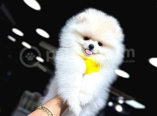 Yüksek Kalite Pomeranian Boo Yavrular görsel
