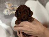Kore Poodle Redbrown Yavrular 
