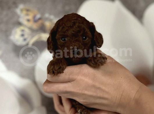 Kore Poodle Redbrown Yavrular  görsel