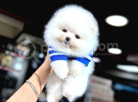 Pomeranian Üretim Çiftliğinden