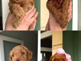 Toy poodle yavrularımız yeni yuvalarını arıyor