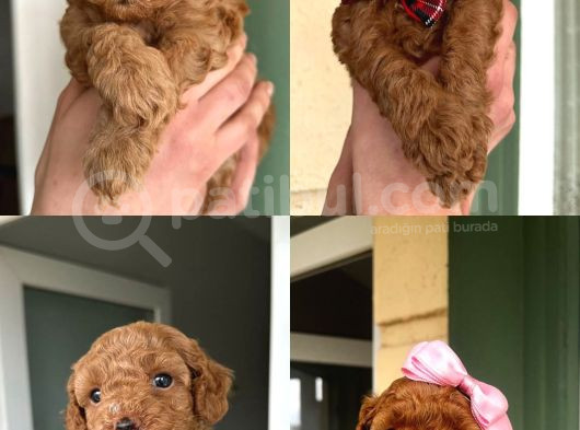 Toy Poodle Yavrularımız Yeni Yuvalarını Arıyor