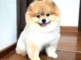 Pomerrian boo yavrularımız Sevimli Yavrular