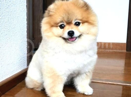 Pomerrian Boo Yavrularımız Sevimli Yavrular