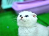 Yok Böyle Güzellikte Silver Scottish Fold