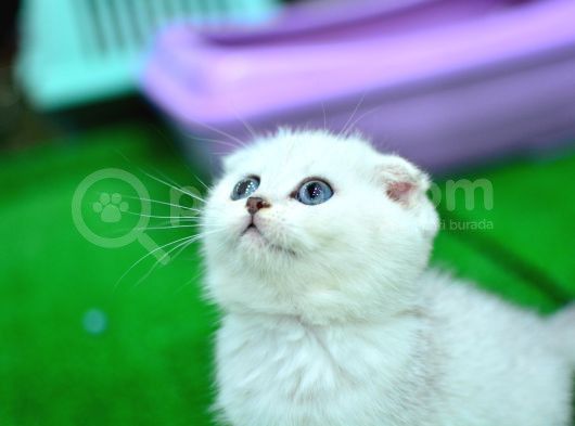 Yok Böyle Güzellikte Silver Scottish Fold görsel