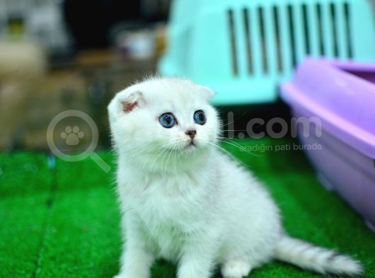 Yok Böyle Güzellikte Silver Scottish Fold görsel