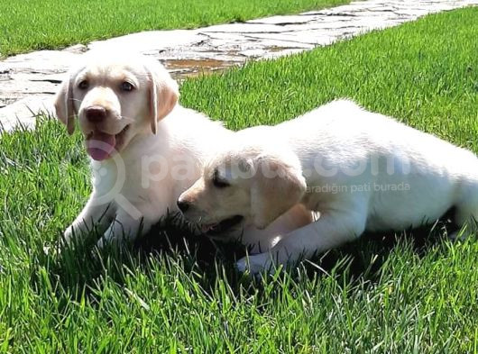 Ruhsatli̇ Çi̇fli̇kten Labrador Retri̇ever Yavrulari İstanbul
