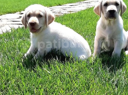 Ruhsatli̇ Çi̇fli̇kten Labrador Retri̇ever Yavrulari İstanbul görsel