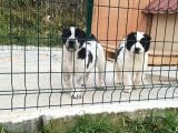 Di̇kkat Çeken Dev Alabay Yavrulari