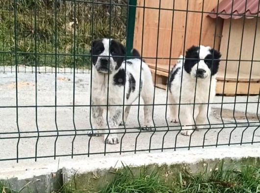 Di̇kkat Çeken Dev Alabay Yavrulari görsel