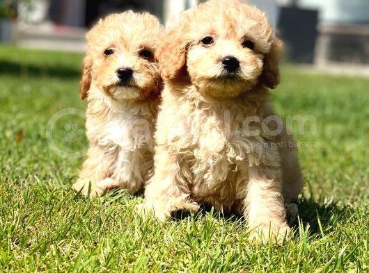 Sağlik Ve Irk Garanti̇li̇ Maltipoo Bebekleri̇