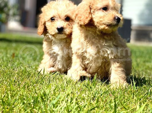 Sağlik Ve Irk Garanti̇li̇ Maltipoo Bebekleri̇ görsel