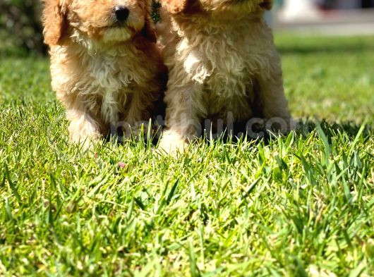 Sağlik Ve Irk Garanti̇li̇ Maltipoo Bebekleri̇ görsel