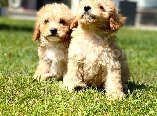 Sağlik Ve Irk Garanti̇li̇ Maltipoo Bebekleri̇ görsel