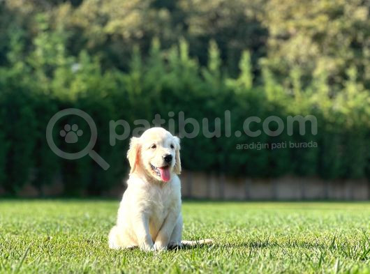 Golden Retriever Yavruları Istanbul görsel