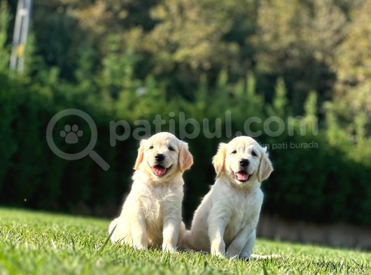 Golden Retriever Yavruları Istanbul görsel