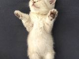 Aile Sıcaklığnda Büyüyen  Scottish Fold British Yvrlr