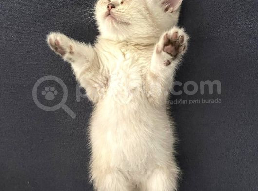 Aile Sıcaklığnda Büyüyen  Scottish Fold British Yvrlr görsel