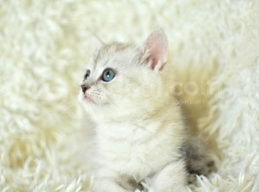 Muhteşem Tatlı Silver British Shorthair görsel