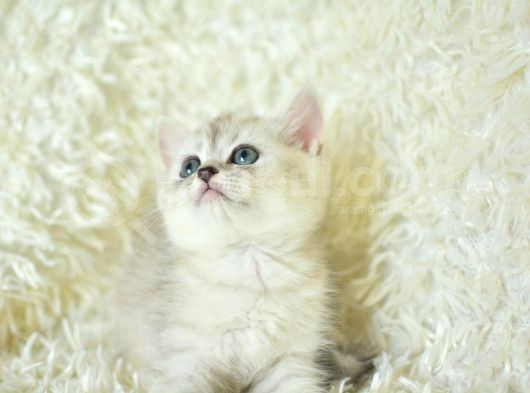 Muhteşem Tatlı Silver British Shorthair görsel