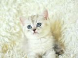 Muhteşem Tatlı Silver British Shorthair