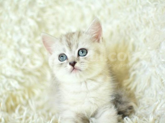 Muhteşem Tatlı Silver British Shorthair