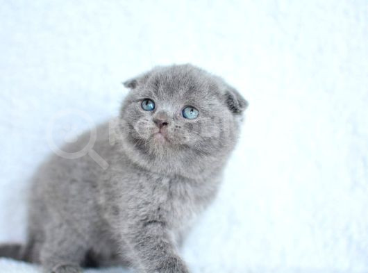 Topaç Gibi Yusyuvarlak Kafa Gri Scottish Fold görsel