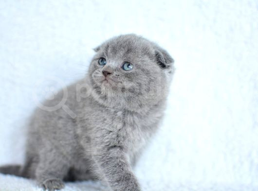 Topaç Gibi Yusyuvarlak Kafa Gri Scottish Fold