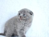 Topaç Gibi Yusyuvarlak Kafa Gri Scottish Fold