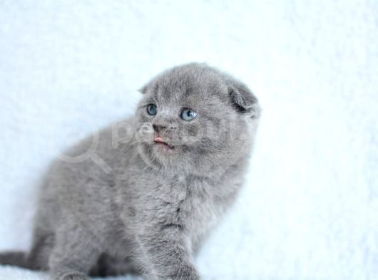 Topaç Gibi Yusyuvarlak Kafa Gri Scottish Fold görsel