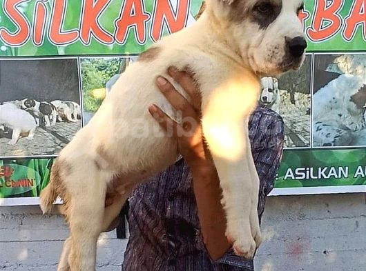 Di̇kkat Çeken Dev Alabay Yavrulari görsel