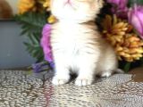 Saf Kan British Shorthair Golden