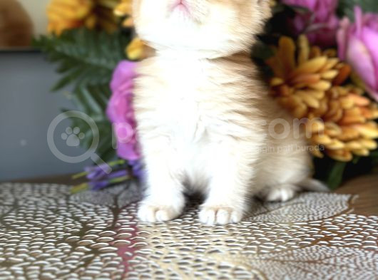 Saf Kan British Shorthair Golden görsel