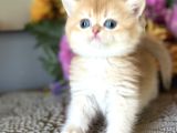 Saf Kan British Shorthair Golden