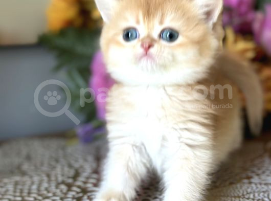 Saf Kan British Shorthair Golden görsel