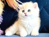 Saf kan British shorthair golden