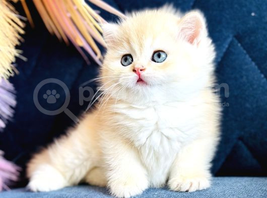 Saf Kan British Shorthair Golden