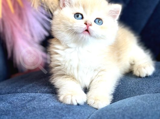 Saf Kan British Shorthair Golden görsel