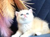 Saf Kan British Shorthair Golden