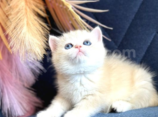 Saf Kan British Shorthair Golden görsel