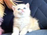 Saf Kan British Shorthair Golden